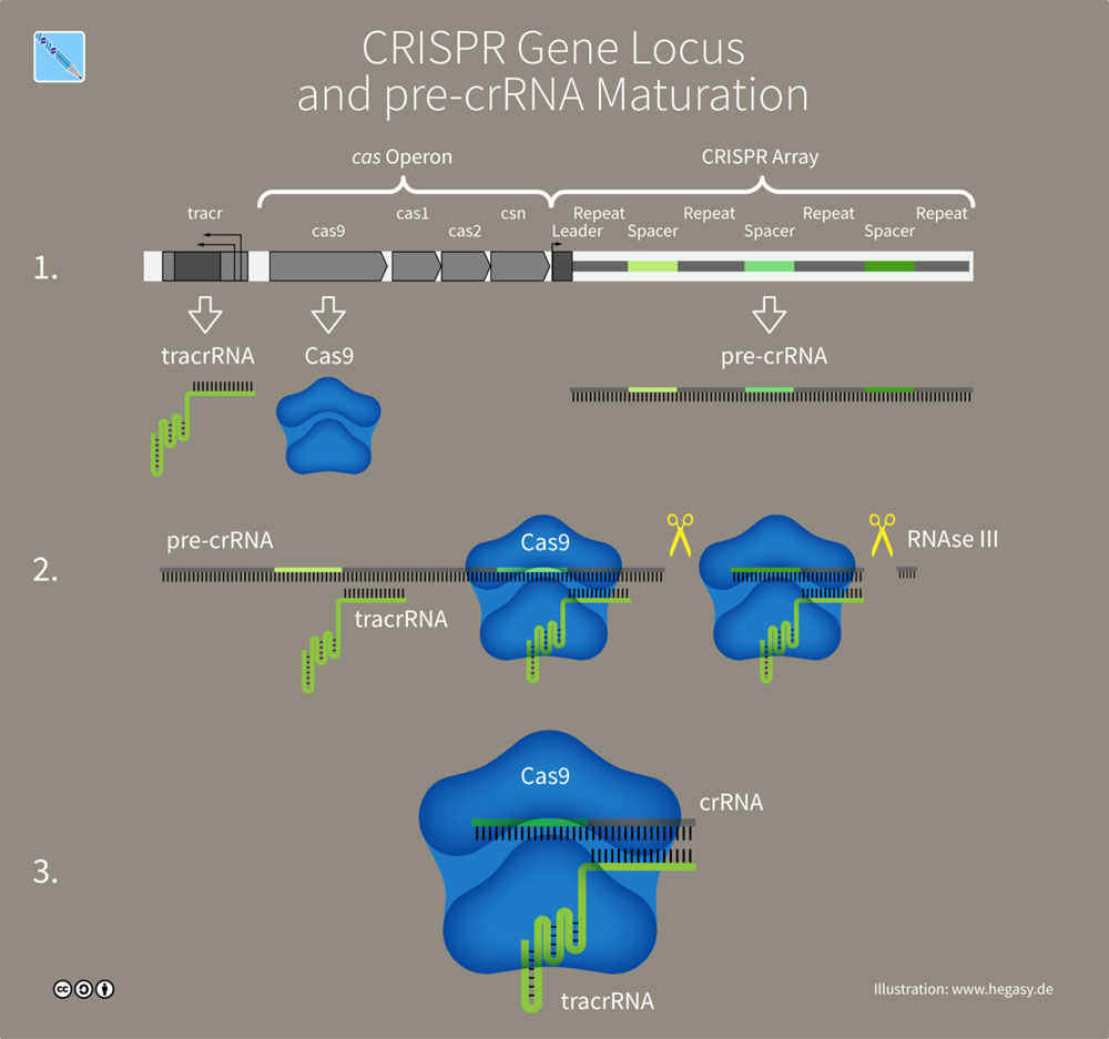 Figure 1: CRISPR-Cas-9 Array