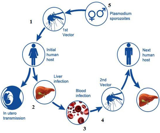 Transmission of Malaria