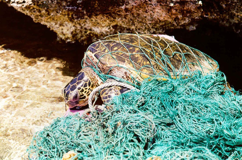 Figure 1: A sea turtle entangled in a fishing net.