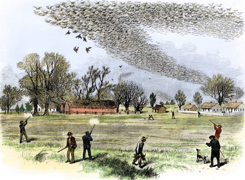 Figure 2: Passenger pigeon flock being hunted in Louisiana. The Illustrated Shooting and Dramatic News.
