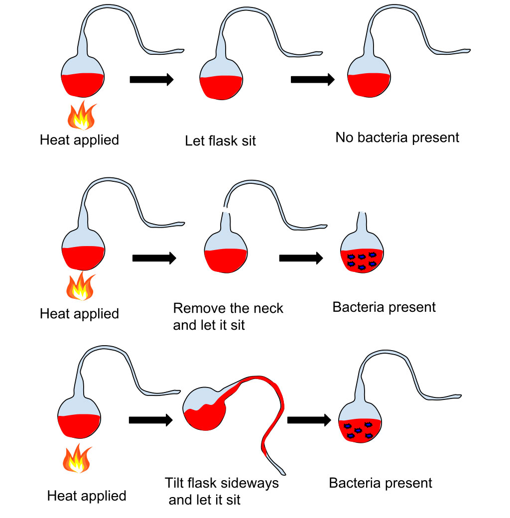 Figure 1: Louis Pasteur’s experiment illustrates that spoilage does not spontaneously generate.