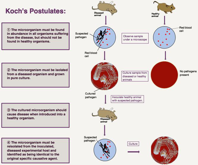 Figure 2: Koch’s postulates which are designed to establish causal relationships between disease and microorganisms.