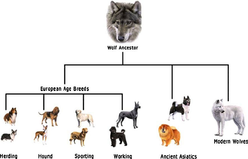 Figure 1 This basic family tree shows how wolves and dogs share a common ancestor.  In one of the classroom activities, students will create a similar classification system based on their family tree.