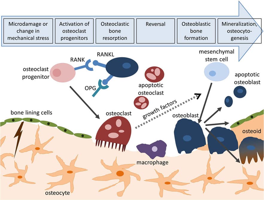 Figure 1 - Bone Remodeling Cycle