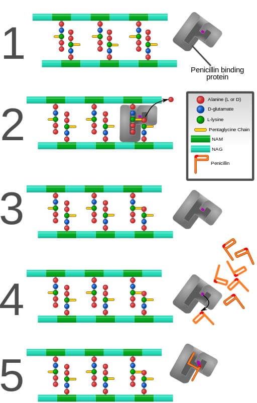 Figure 1. Inhibition of the Penicillin-Binding Protein. Source: Mcstrother, CC BY 3.0, 2011