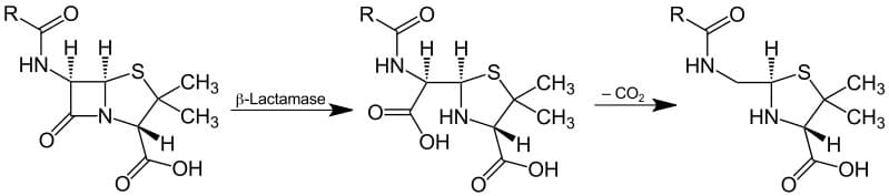 Figure 2. Mechanism for β-Lactamase Action. Source: Jü