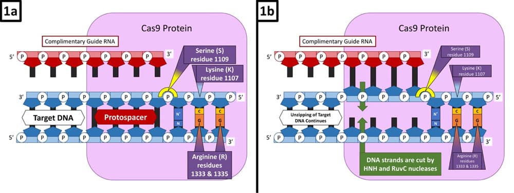 Figure 1a. Guide RNA helps Cas9 locate PAM sequence NGG. Figure 1b. Two nucleases (HNH and RuvC) cleave the DNA and begin to pair it with the RNA