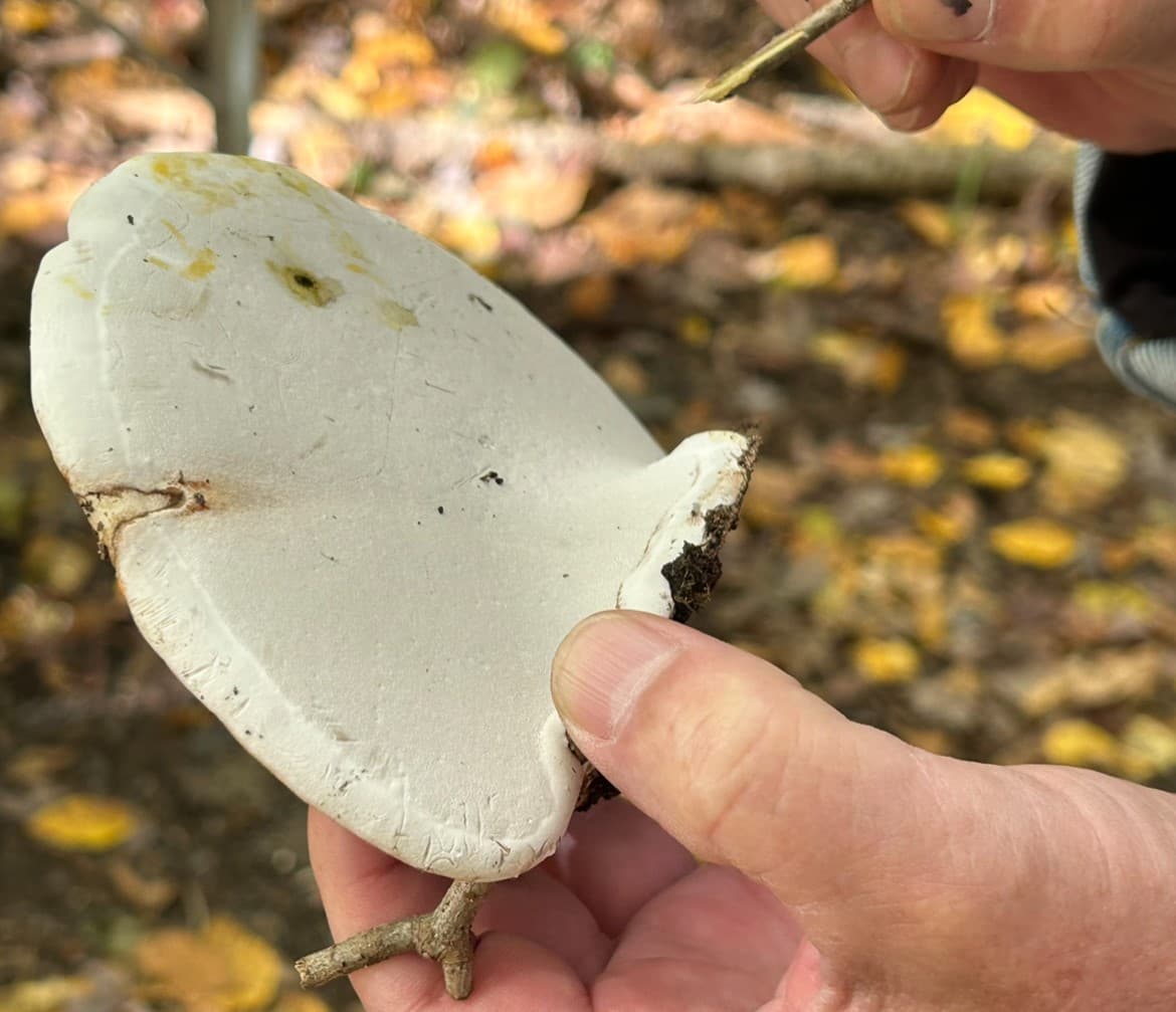 Artist's Conk Mushroom