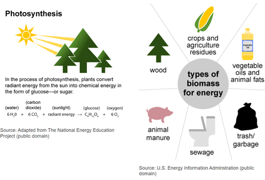 Photosynthesis is explained and examples of biomass are shown