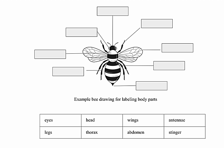 Bee drawing example